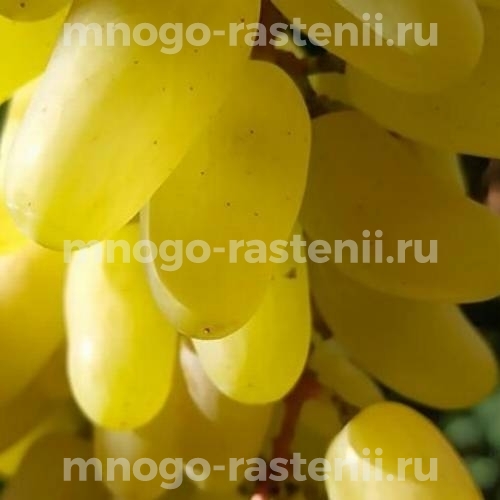 Виноград Алинка