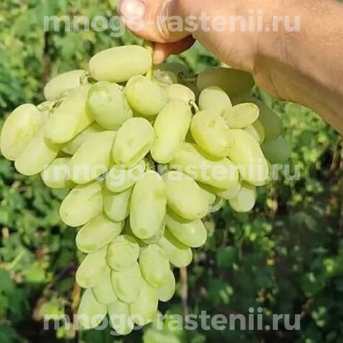 Виноград Алинка