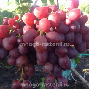 Виноград Аметист Новочеркасский