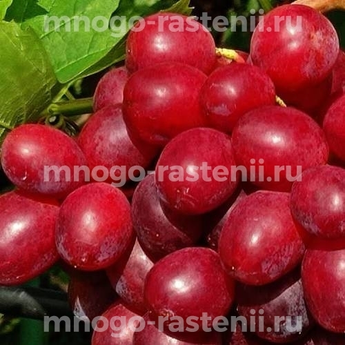 Виноград Альянс