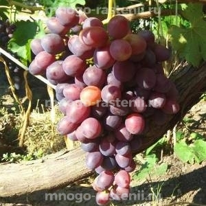 Виноград Аюта