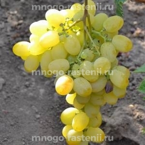 Виноград Афродита