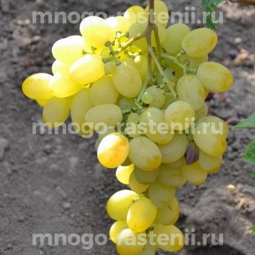 Саженцы винограда Афродита