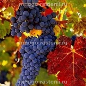 Виноград Амурский черный