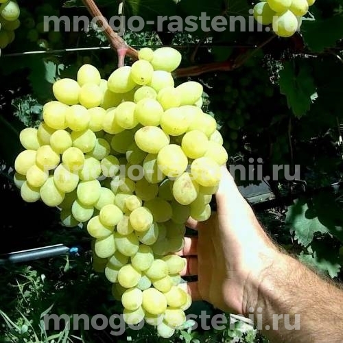 Саженцы винограда Афродита