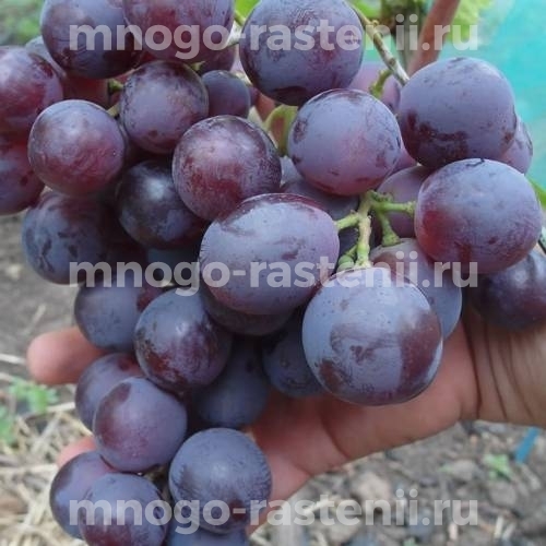 Виноград Аюта