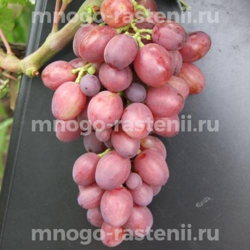 Виноград Аюта