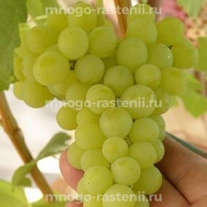 Виноград Золотце 