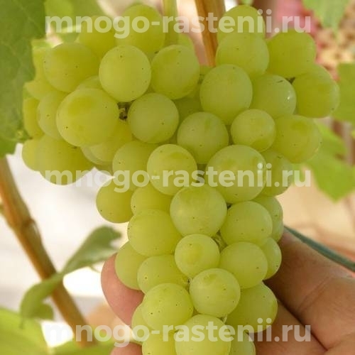 Виноград Золотце 