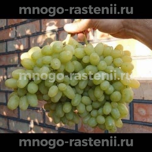Саженцы винограда Гелиодор