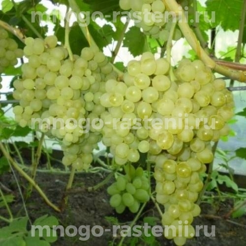 Виноград Кишмиш 342