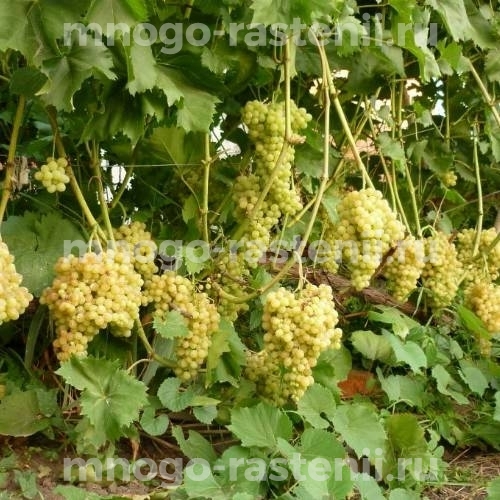 Виноград Кишмиш 342