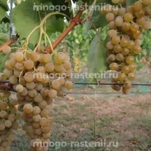 Виноград Кишмиш Цитронный