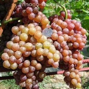 Виноград Сомерсет Сидлис 