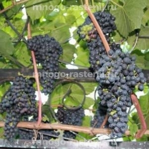 Виноград Памяти Домбковской 