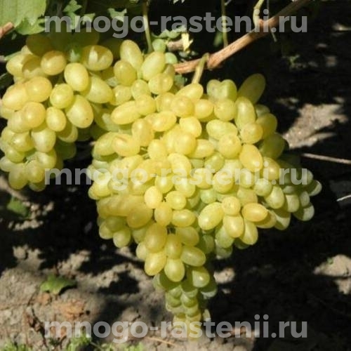 Виноград Столетие 