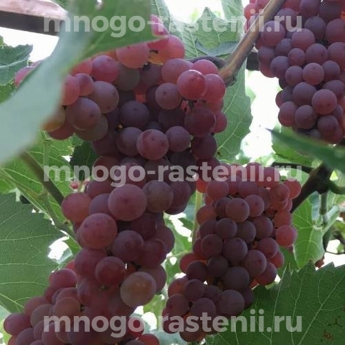 Виноград Эйнсет Сидлис