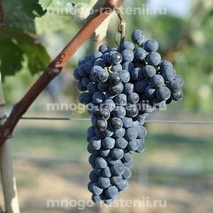 Виноград Александроули