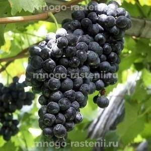 Виноград Арени