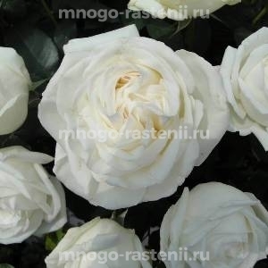 Роза Ломоносов (Пьер Ардити)