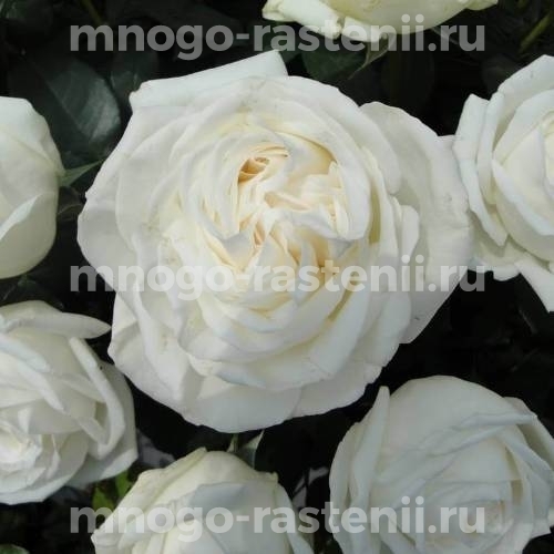 Роза Ломоносов (Пьер Ардити)