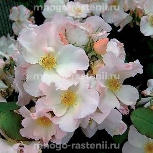 Роза Салли Холмс
