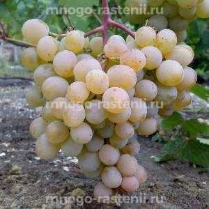 Виноград Атлант