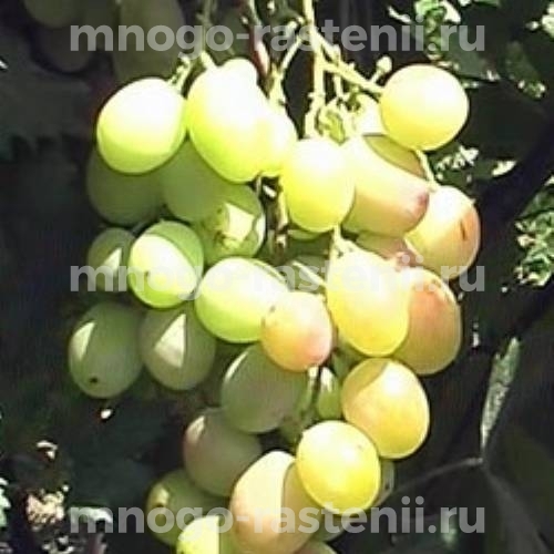 Виноград Атлант