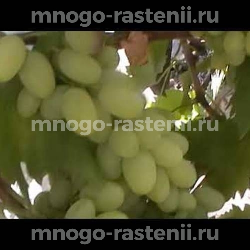 Виноград Атлант