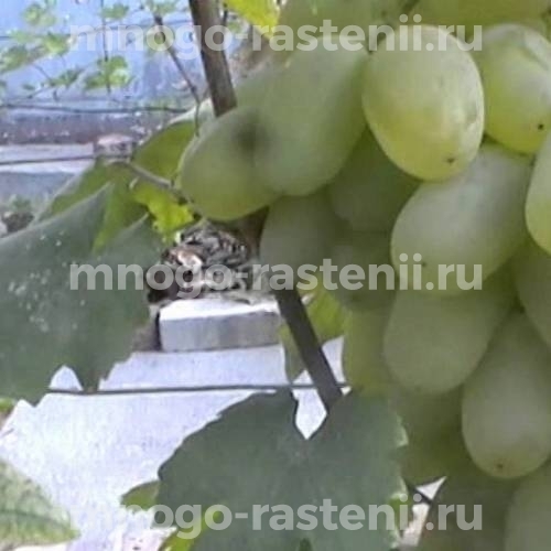Виноград Атлант