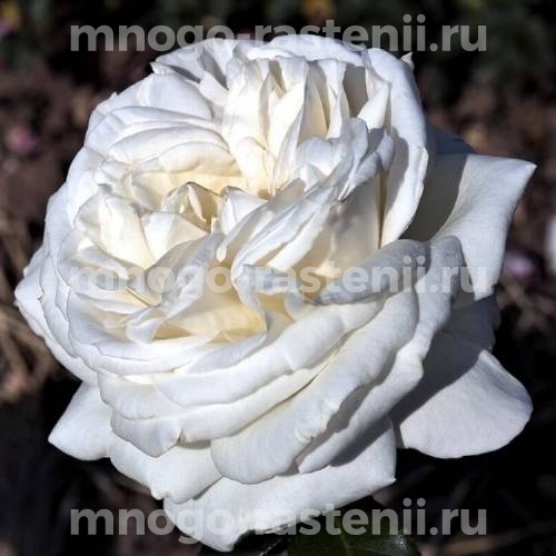 Роза Ломоносов (Пьер Ардити)