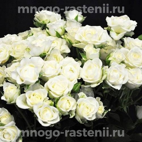 Роза Сноуфлейк