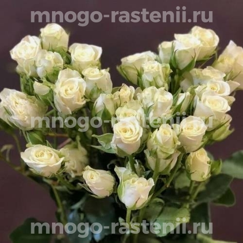 Роза Сноуфлейк
