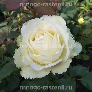 Роза Тинеке