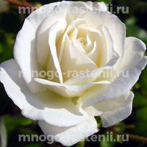 Роза Мачо