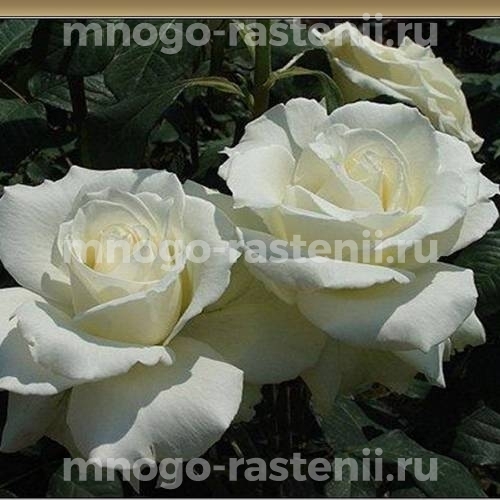 Роза Мачо