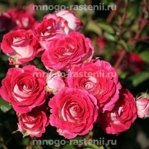 Роза Шоне Кобленцерин