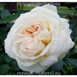 Роза Мон Жарден э Ма Мезон