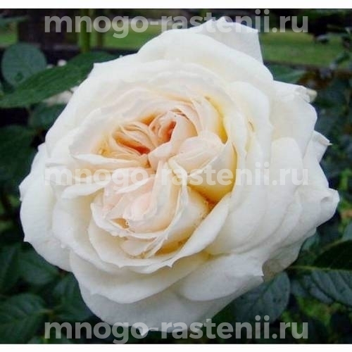 Роза Мон Жарден э Ма Мезон