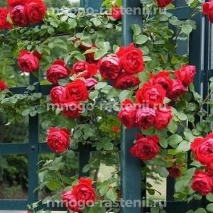 Роза Флорентина