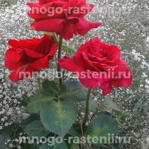 Роза Кардинал 85