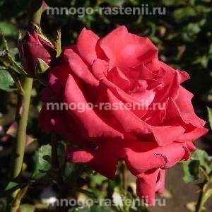 Роза Кардинал 85