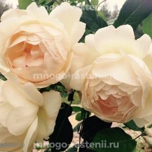 Роза Воллертон олд Холл