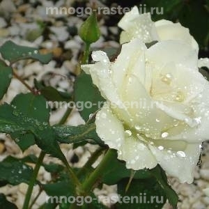 Роза Аэлита (Ajelita)