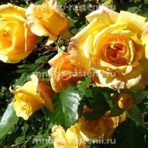 Роза Мишка
