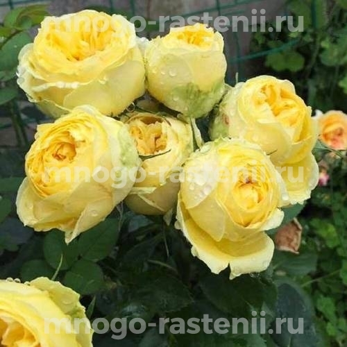 Роза Каталина