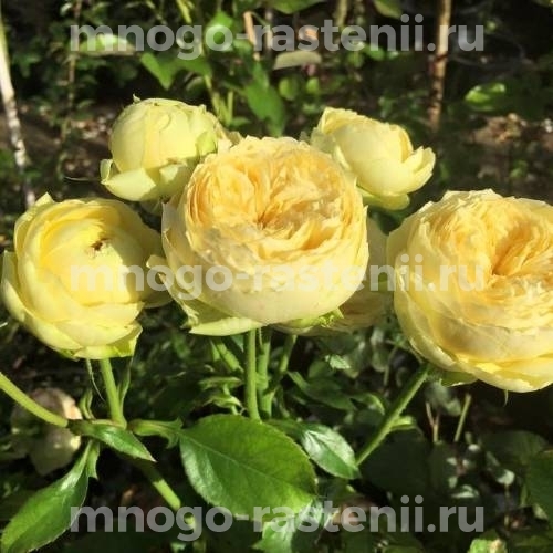 Роза Каталина