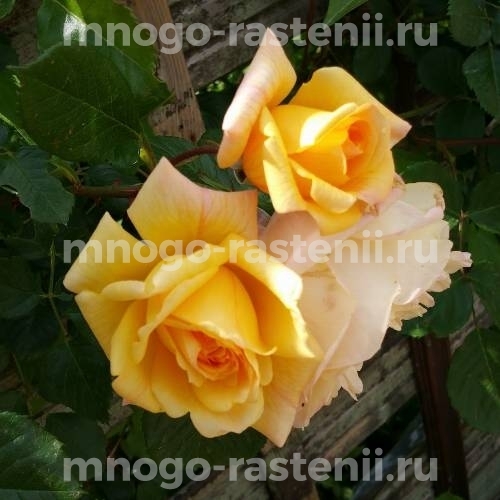 Роза Мишка