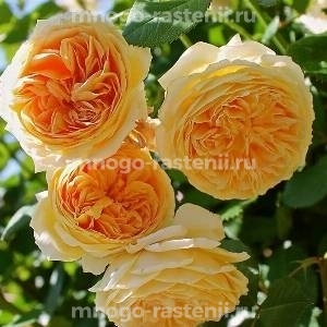 Роза Тизинг Джорджия