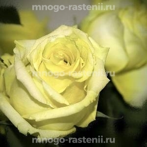 Роза Лимона